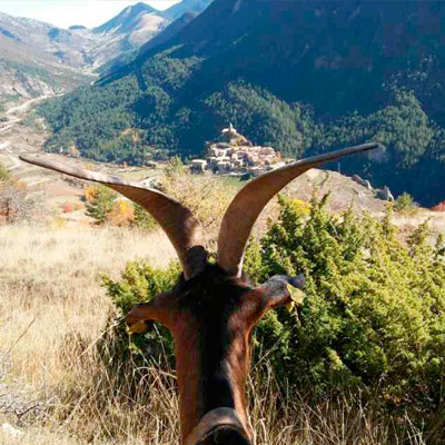 Rebaño está formado por cabras de raza alpina.