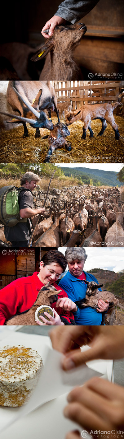 Imagenes de las cabras de la queserÃ­a Serrat Gros